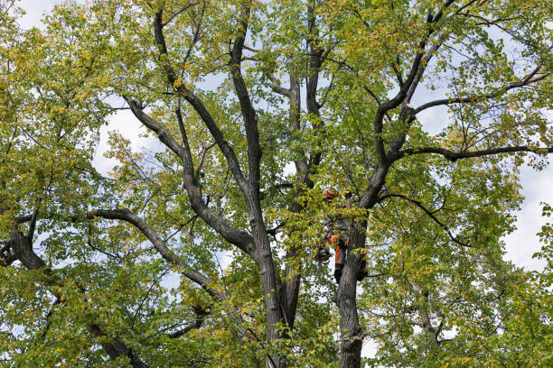 Best Hazardous Tree Removal  in Walnut Park, CA